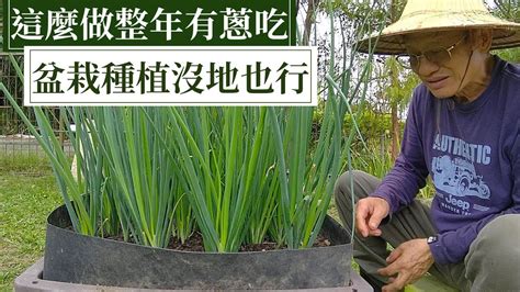 好種的蔬菜水果|全民瘋種菜！新手種菜 DIY — 種蔥、種豆芽⋯⋯選對。